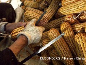Stok dunia menipis, harga jagung makin tinggi