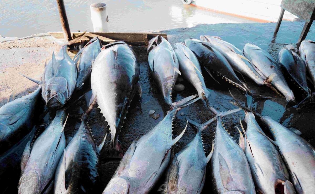 Meracik Cuan dari Mengolah Makanan 