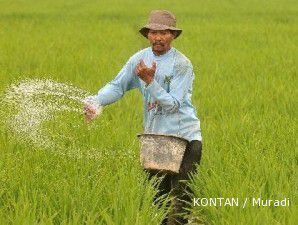 Produksi padi terancam penyerapan pupuk dan iklim