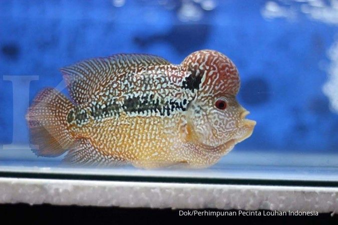 810 Ikan Buntal Air Tawar Di Aquarium Gratis Terbaik