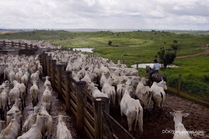Kembali muncul, Brasil selidiki kasus dugaan penyakit sapi gila