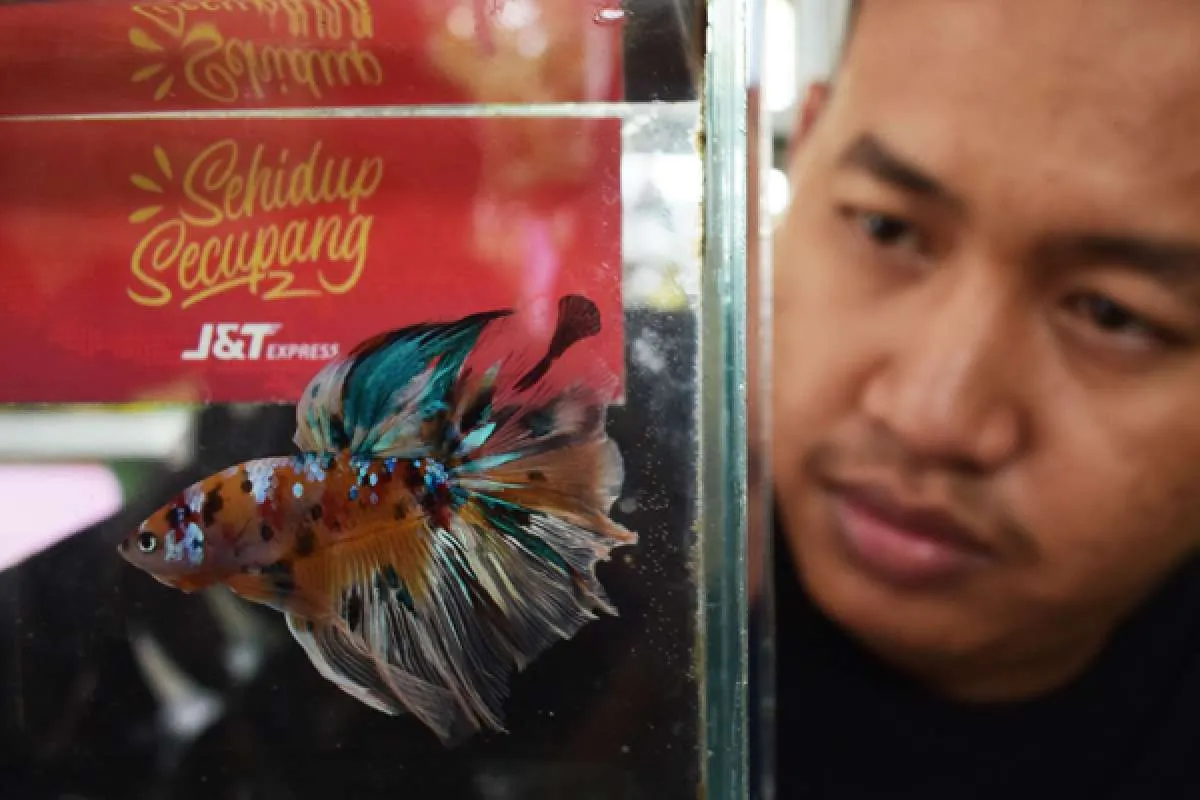 Ini Pertanda Ikan Cupang Anda Sedang Sekarat dan Cara Mengatasinya