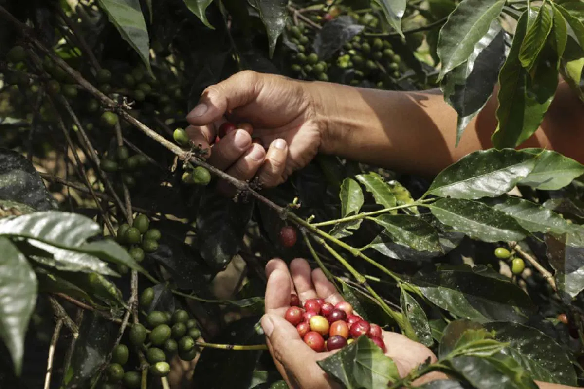 Melihat dari dekat sentra pembuatan kopi Lintong (bagian 1)