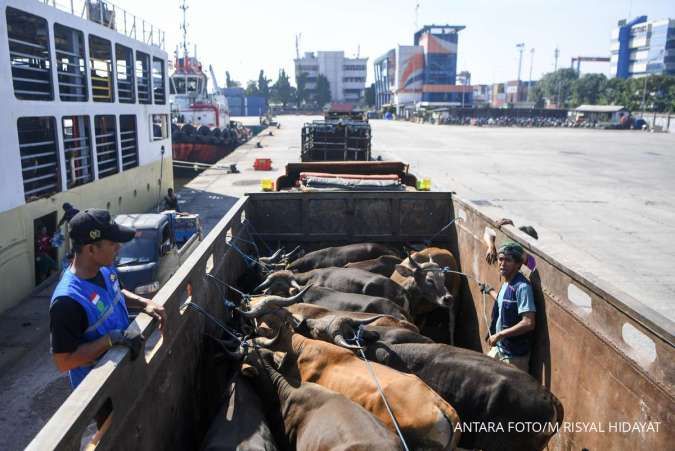 Harga Sapi Kambing Kurban Yogyakarta 2026, Cek Syarat Hewan Kurban yang Ideal