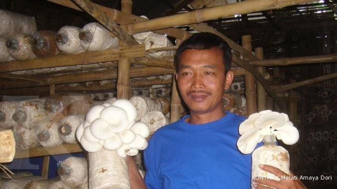Kaiman jadi mentor usaha jamur sampai Timor (3)