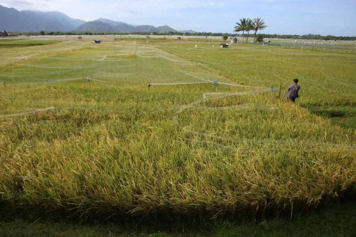 Stok Beras Nasional Capai 3,3 Juta Ton, Pemerintah Dorong Kedaulatan Pangan