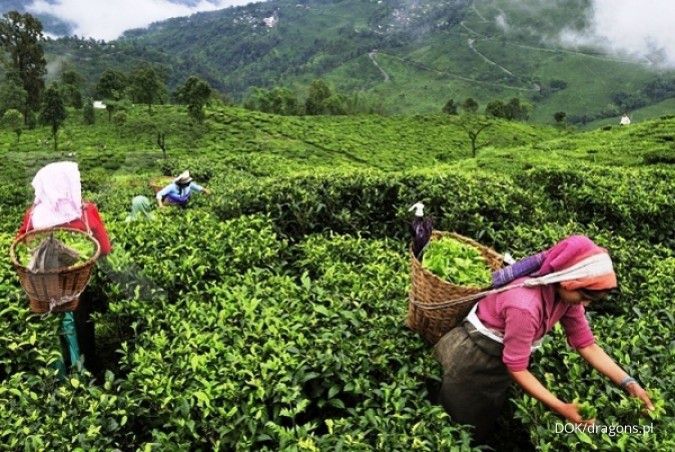 Dewan Teh Indonesia proyeksikan ekspor teh naik 10% tahun ini