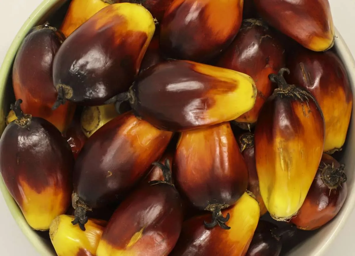 Konsumsi minyak sawit domestik naik 2% di Oktober 2020