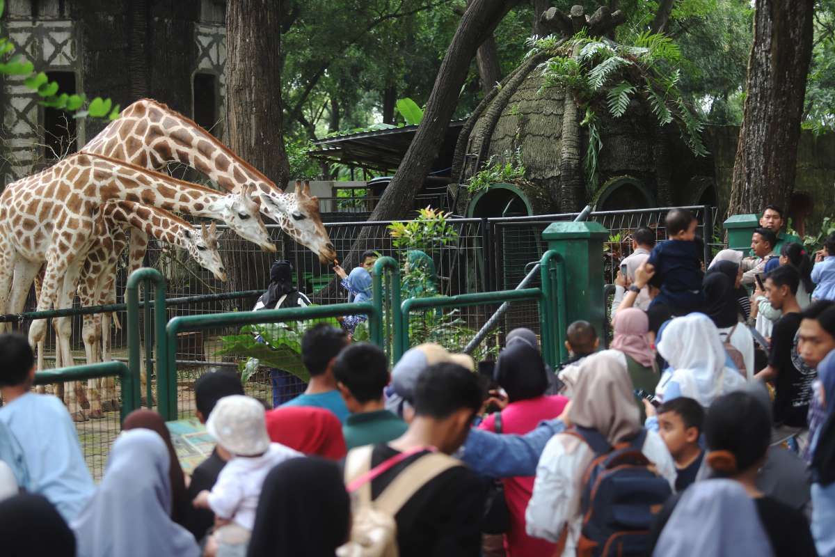 Jumlah Pengunjung Taman Margasatwa Ragunan akan Mencapai Puncaknya pada 1 Januari 2025