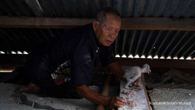 Melestarikan Burung Hantu Pemangsa  Alami Hama Tikus