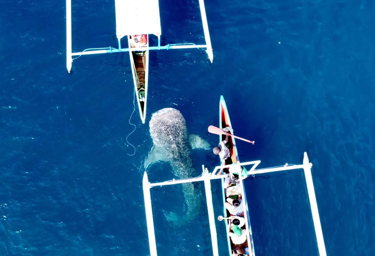 Konservasi Hiu Paus Sumbawa Kantongi Hibah 500.000 Euro dari Kedutaan Prancis