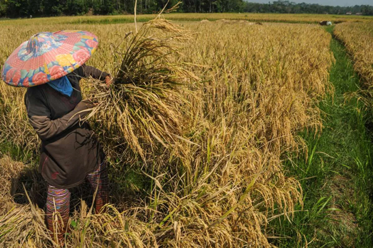 Target Kementan produksi 3 juta ton beras per bulan dinilai sulit tercapai 