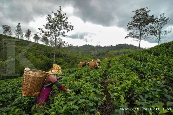 Ekspor matcha tea untuk bahan kasur dan bantal ke Korea Selatan