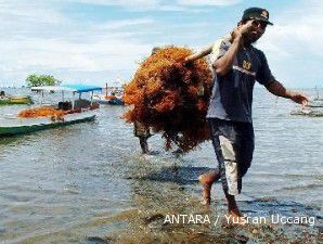 Kabupaten Brebes genjot produksi rumput laut