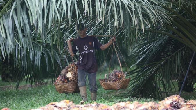 Citra Borneo kawinkan kebun sawit dan peternakan