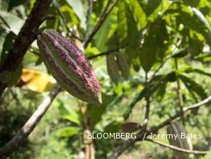 Suplai Kakao dari Brasil Makin Menggemuk