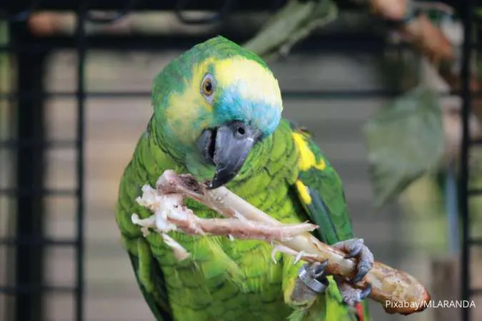 Burung Beo Amazon