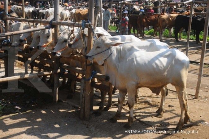Pemerintah longgarkan izin impor sapi