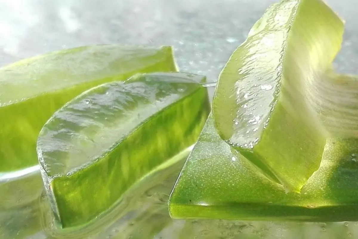 Catat 6 Manfaat Lidah Buaya Untuk Kesehatan Kulit, Mau Coba?