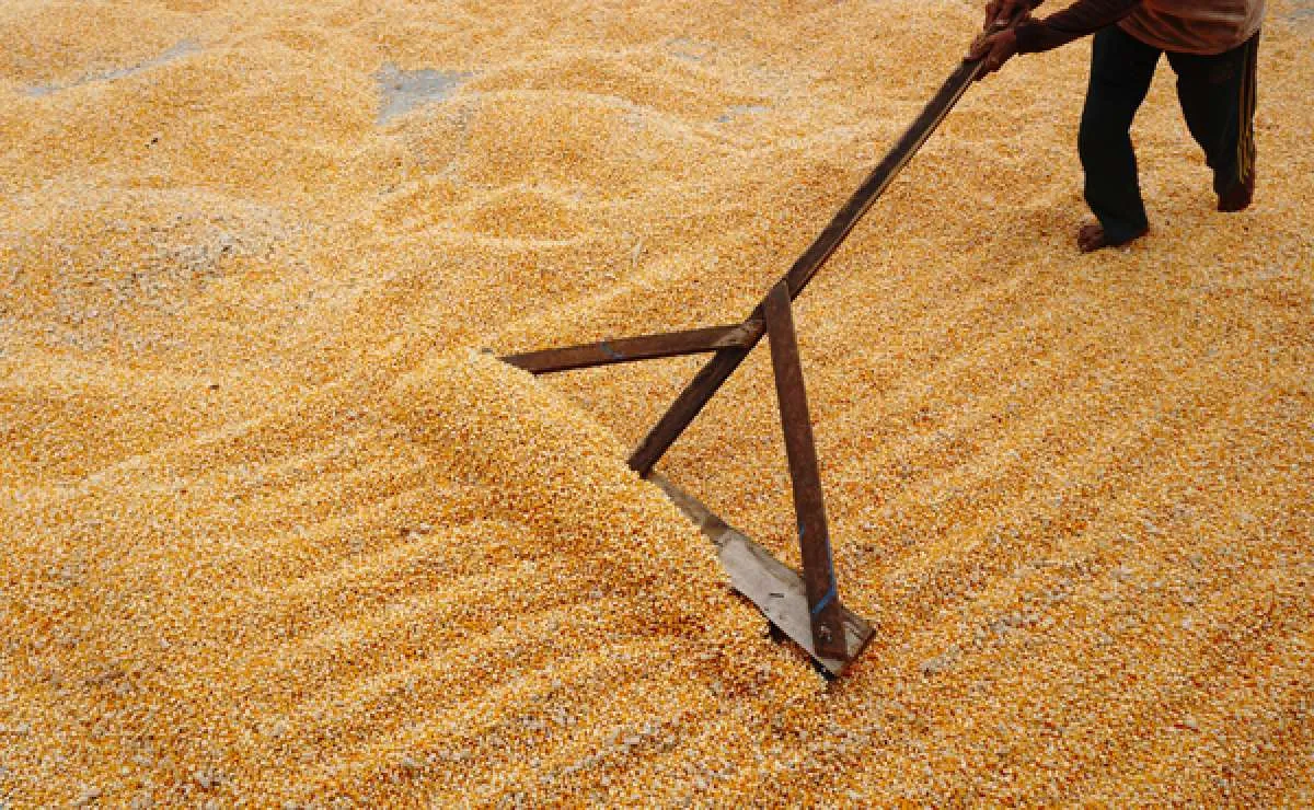 Harga Jagung dan Minyak Goreng Curah di Papua Barat Naik pada Kamis (21/11)