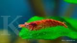 Udang red cherry: Asupan protein harus tinggi (2)