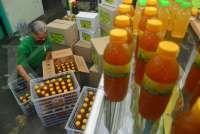 Produsen Jamu Diminta Segera Mendaftarkan Merek di Dalam dan Luar Negeri