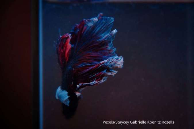 Ini Tanda-Tanda Jika Ikan Cupang Sedang Sekarat dan Cara Mengatasinya