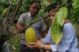 Kementan Targetkan Peremajaan 247.260 Ha Kebun Kakao hingga 2027