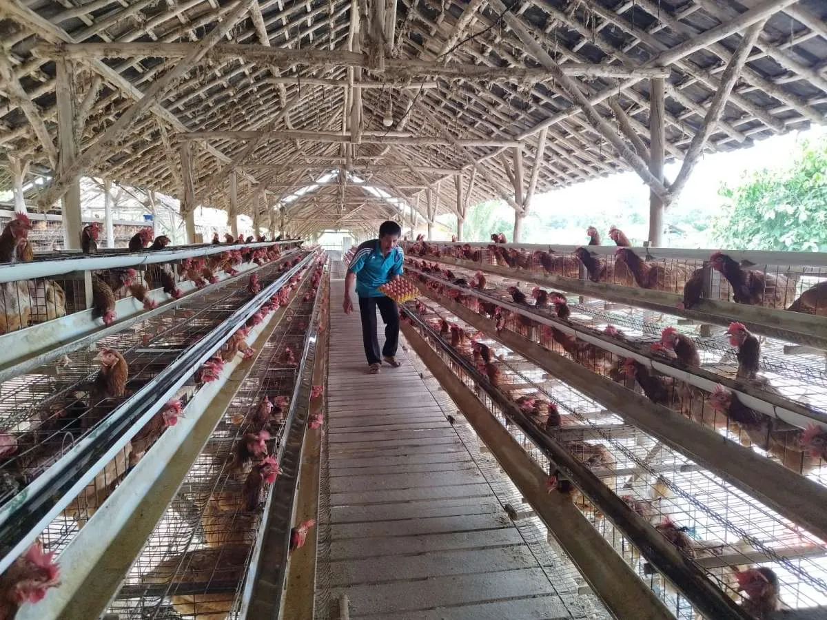 Peternak Mandiri Makmur Lampung Berkembang Berkat Program BRI KlasterkuHidupku