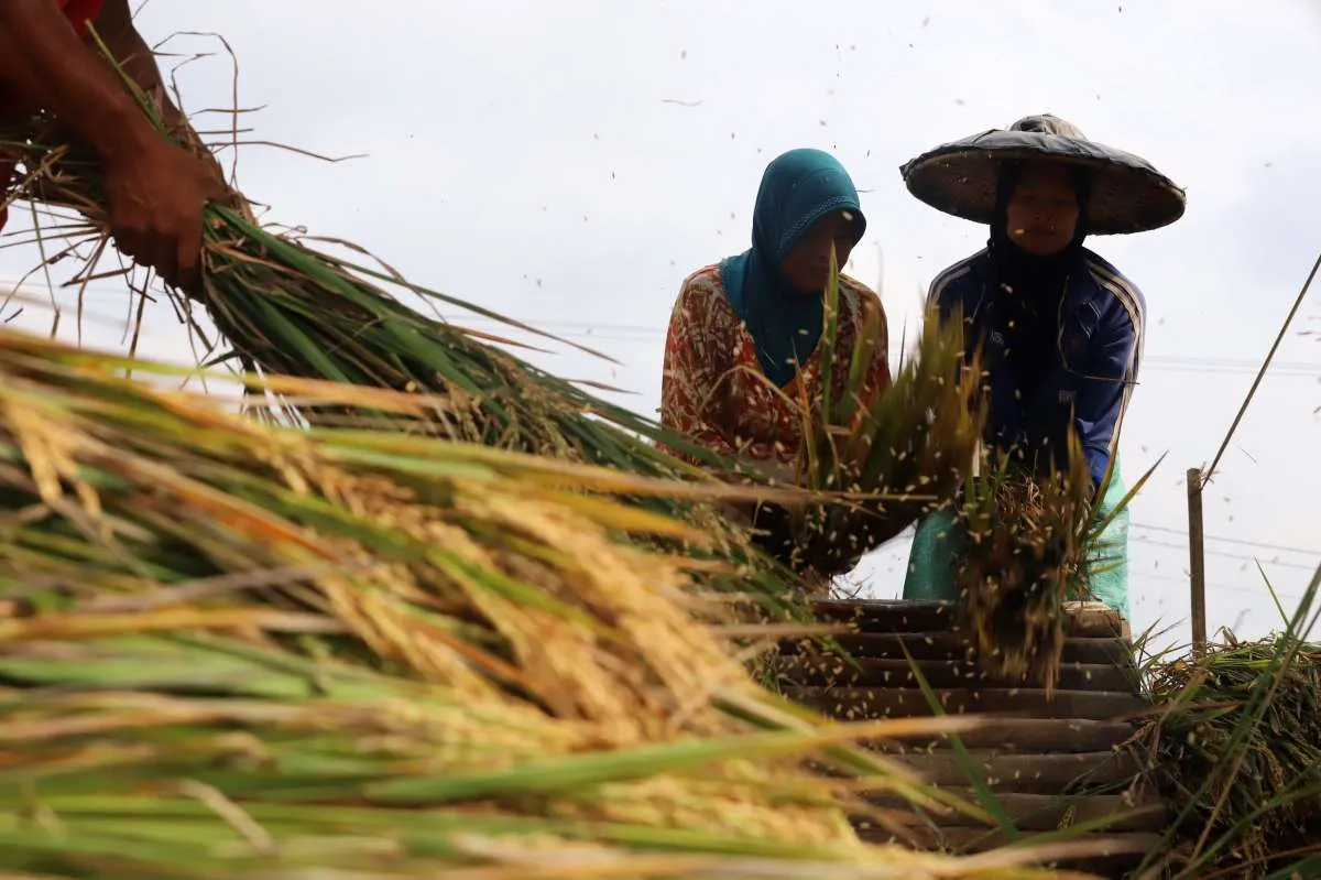 BPS Catat Nilai Tukar Petani Februari 2024 Naik 2,28%