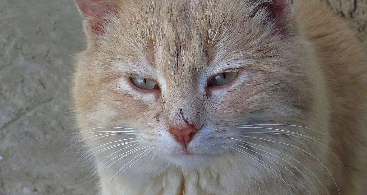 Cara Mudah Menemukan Kucing yang Hilang dari Rumah, Boleh Dicoba