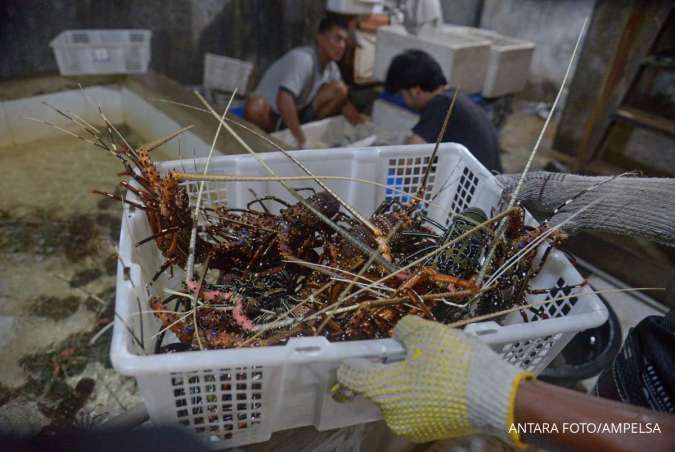 China Buka Kran Impor Lobster Hidup, Begini Tanggapan Australia