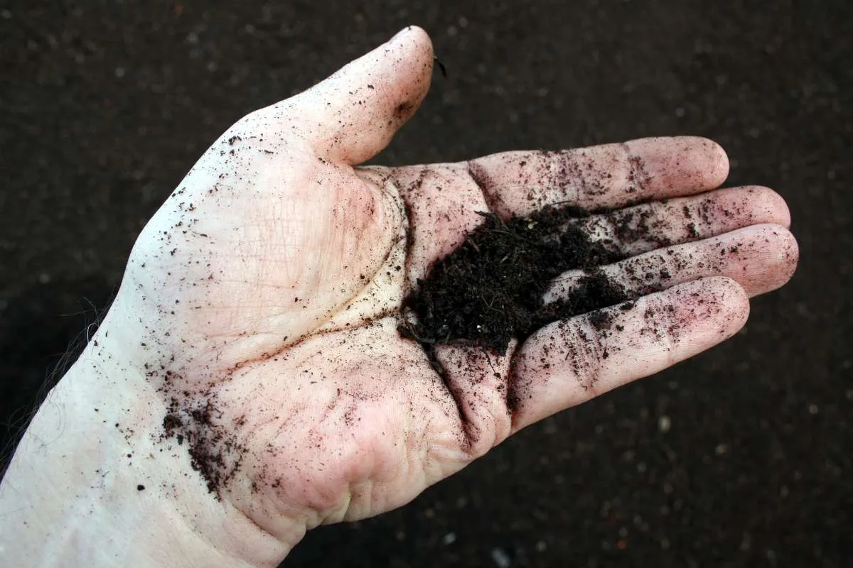 Mengenal Humus dan Pentingnya untuk Tanaman