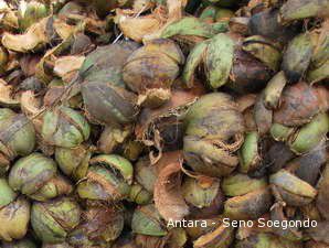 Kerek Produksi, Petani Kelapa Giatkan Pemupukan