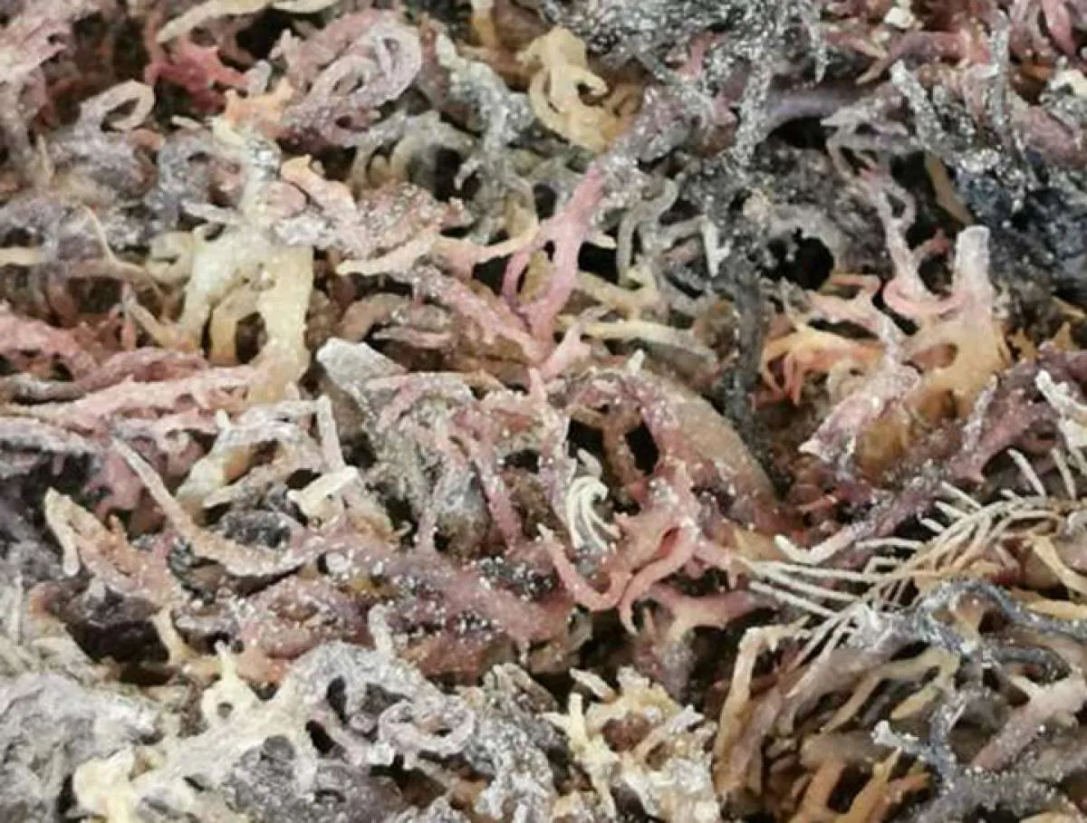 Asia Sejahtera Mina (AGAR) Ekspor Hingga 22.000 Ton Rumput Laut per Tahun
