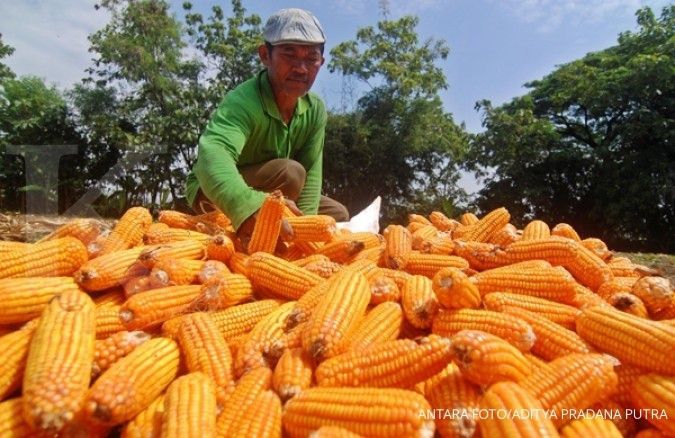 Mentan janji swasembada jagung terwujud pada 2017