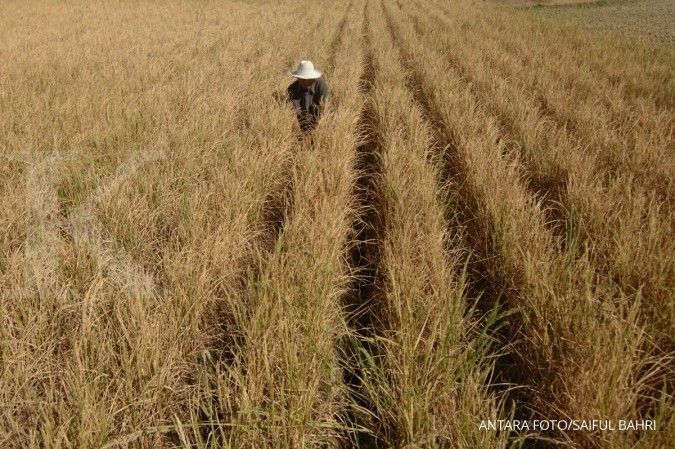 Produksi padi Bengkulu susut 50% akibat kekeringan