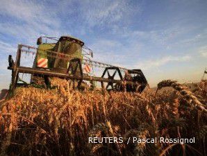 Tunggu proyeksi USDA, harga gandum melonjak