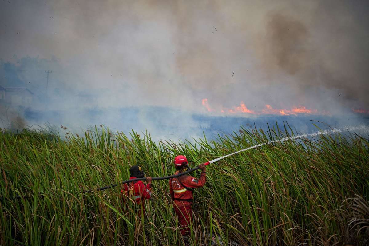 Kebakaran Hutan Berpotensi Membakar Kinerja Emiten CPO