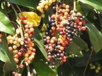 Mengenal Buah Buni, si Kaya Vitamin C