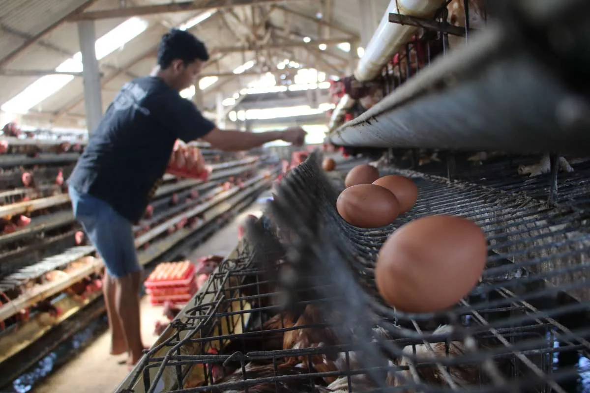 Harga Telur Anjlok, Pemerintah Siap Serap Telur untuk Program Bantuan Pangan