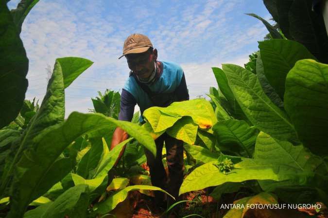 P3M Kritisi Dampak PP 28/2024 Terhadap Ekosistem Pertembakauan