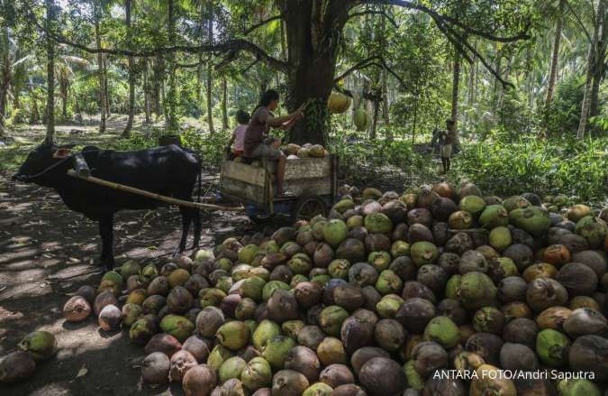 PERPEKINDO Riau Dorong Pemerintah Perbaiki Mekanisme Penetapan Harga Kelapa