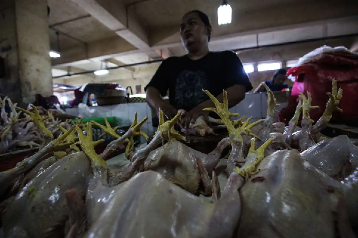 Jelang Ramadan dan Lebaran, Begini Rekomendasi Saham Poultry