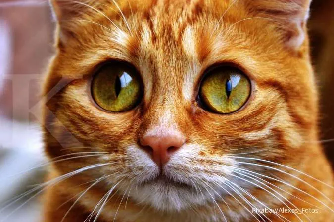 Bolehkah Kucing Menggunakan Obat Tetes Mata Insto? Ini Jawabannya