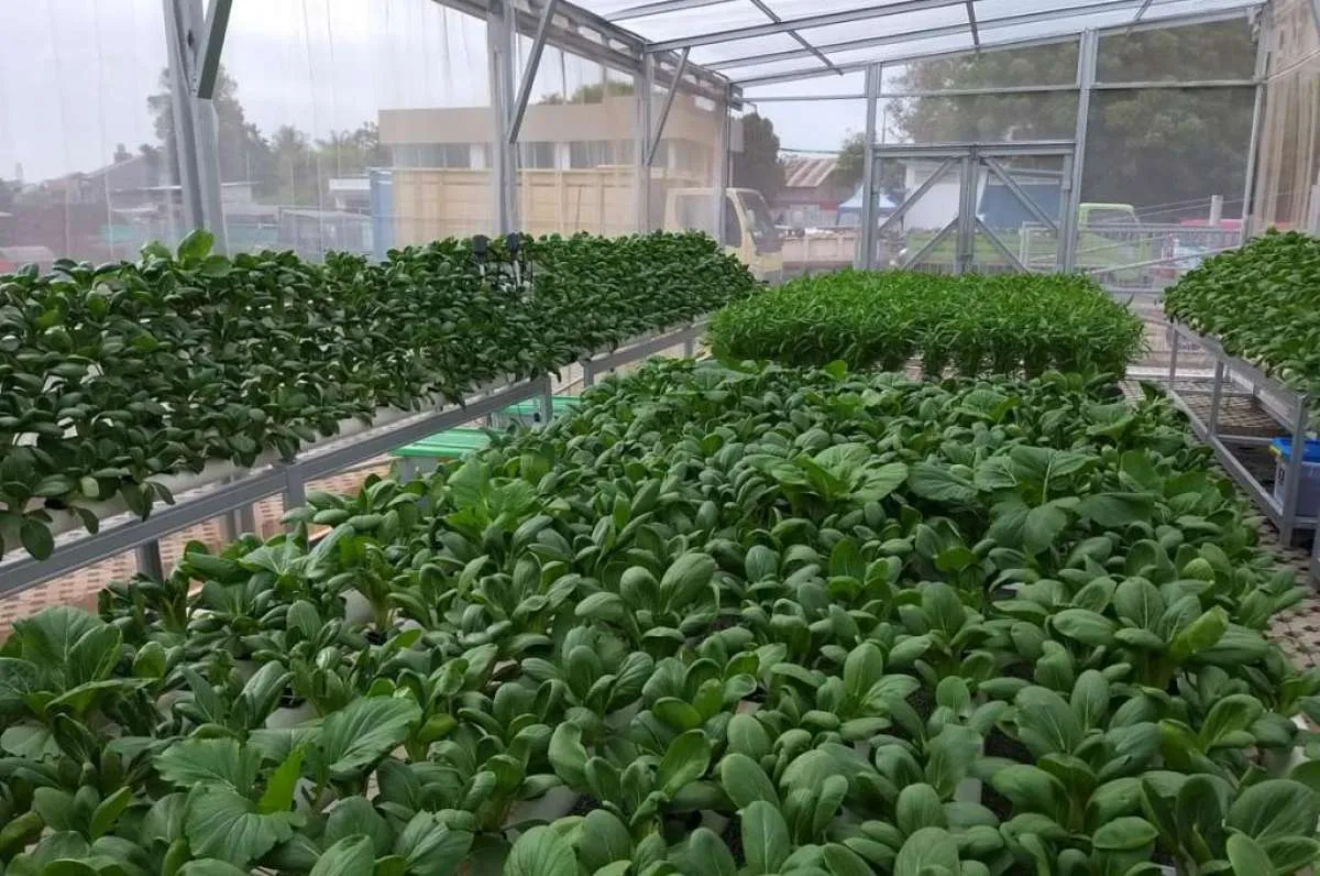 Kominfo Dorong Implementasi Urban Farming dan Petani Go Online
