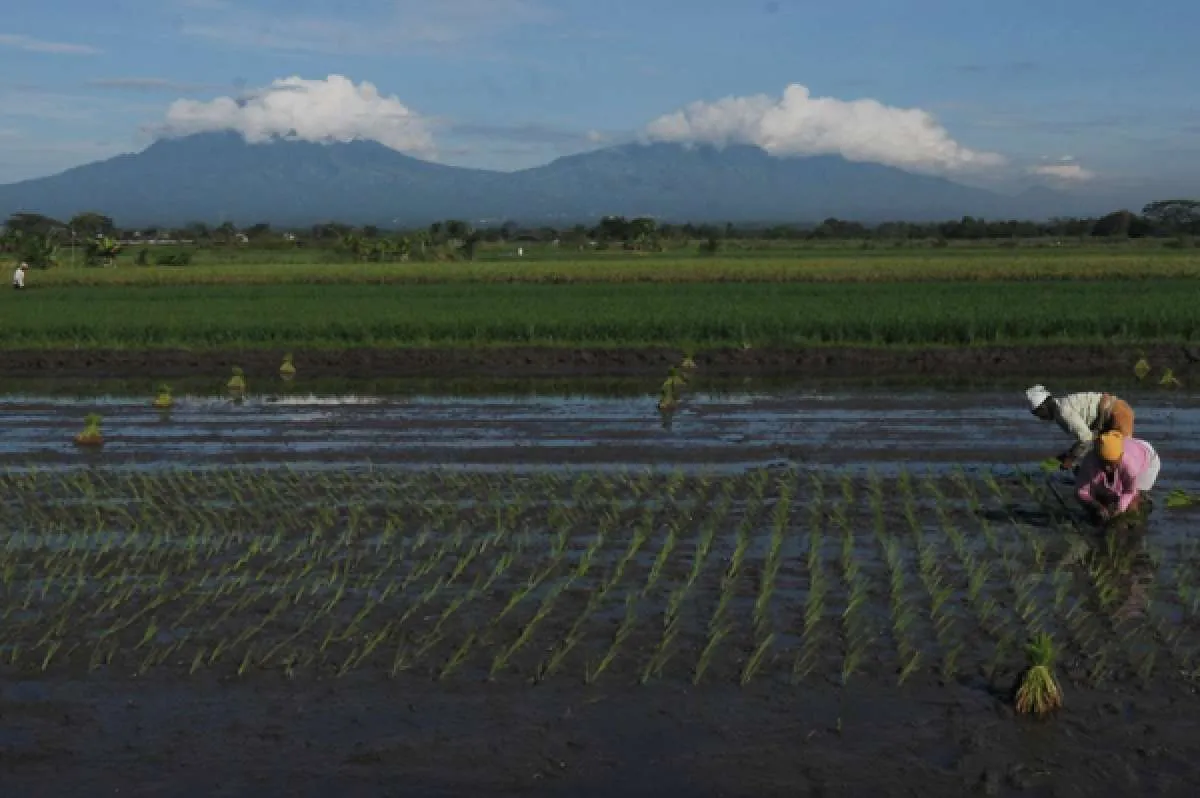 BPS Catat Nilai Tukar Usaha Petani (NTUP) April 2022 Turun 0,56%