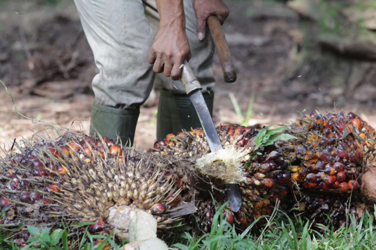 Harga CPO Rekor Lagi, Potensi Kenaikan Suplai Bisa Menjadi Ancaman
