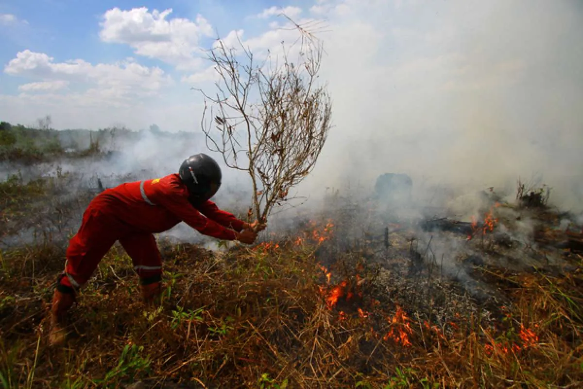 BNPB: Penyebab kebakaran hutan dan lahan 99% karena ulah manusia