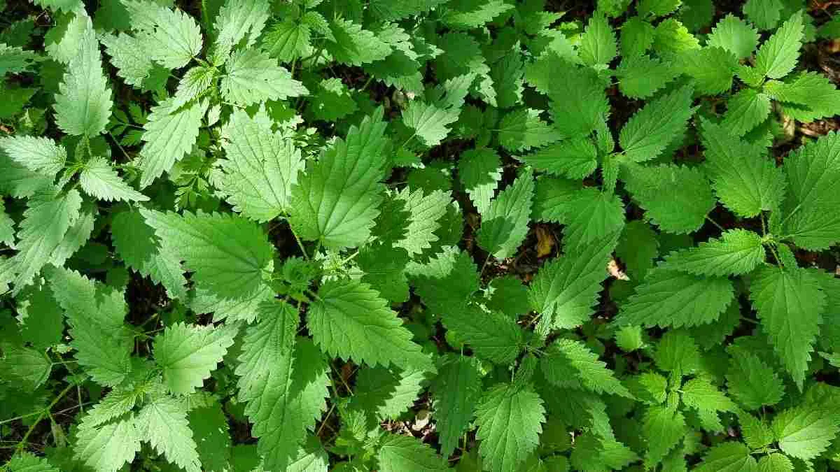 12 Obat Alergi Alami dari Tanaman Herbal yang Cukup Ampuh, Rasakan Khasiatnya!